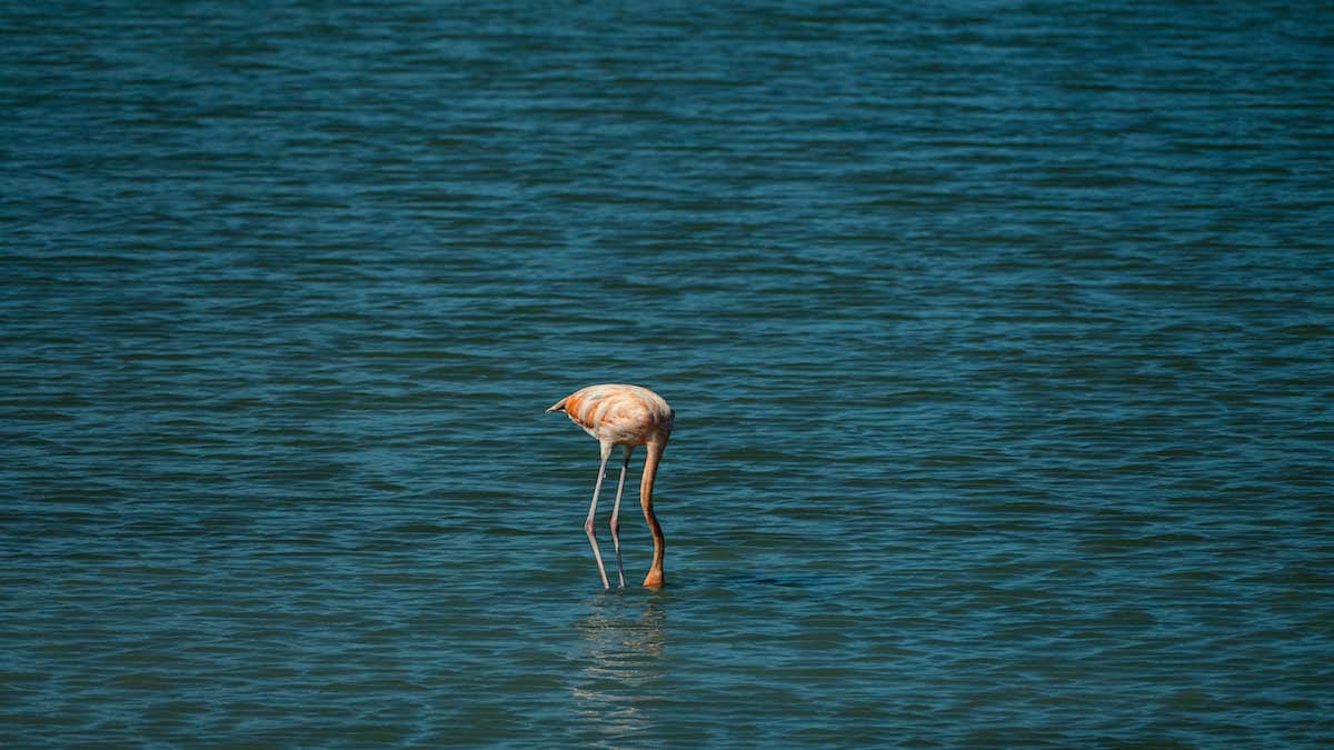 Einzelner Flamingo in Sint Willibrordus