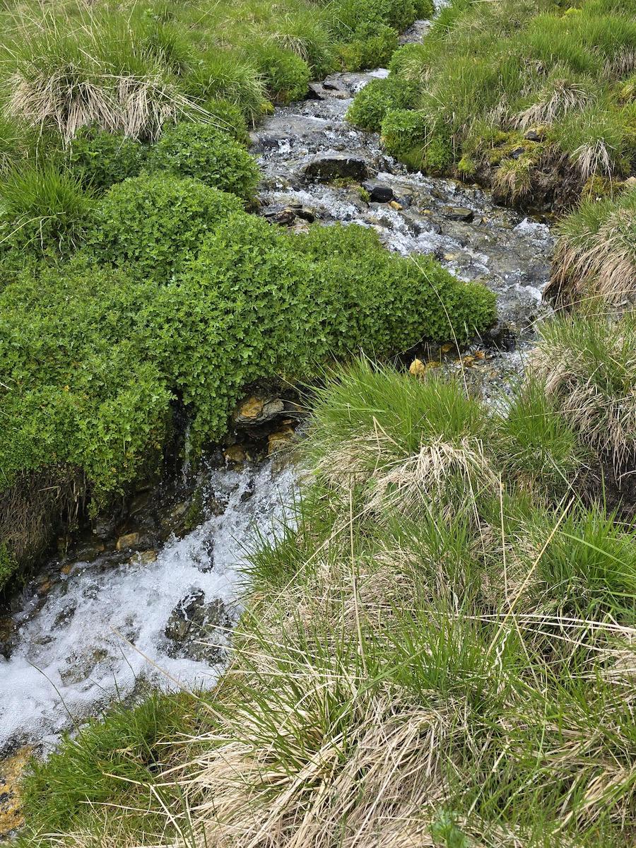 Gebirgsbach, Ultental, Schwemmalm. Foto: Beate Ziehres, Reiselust-Mag