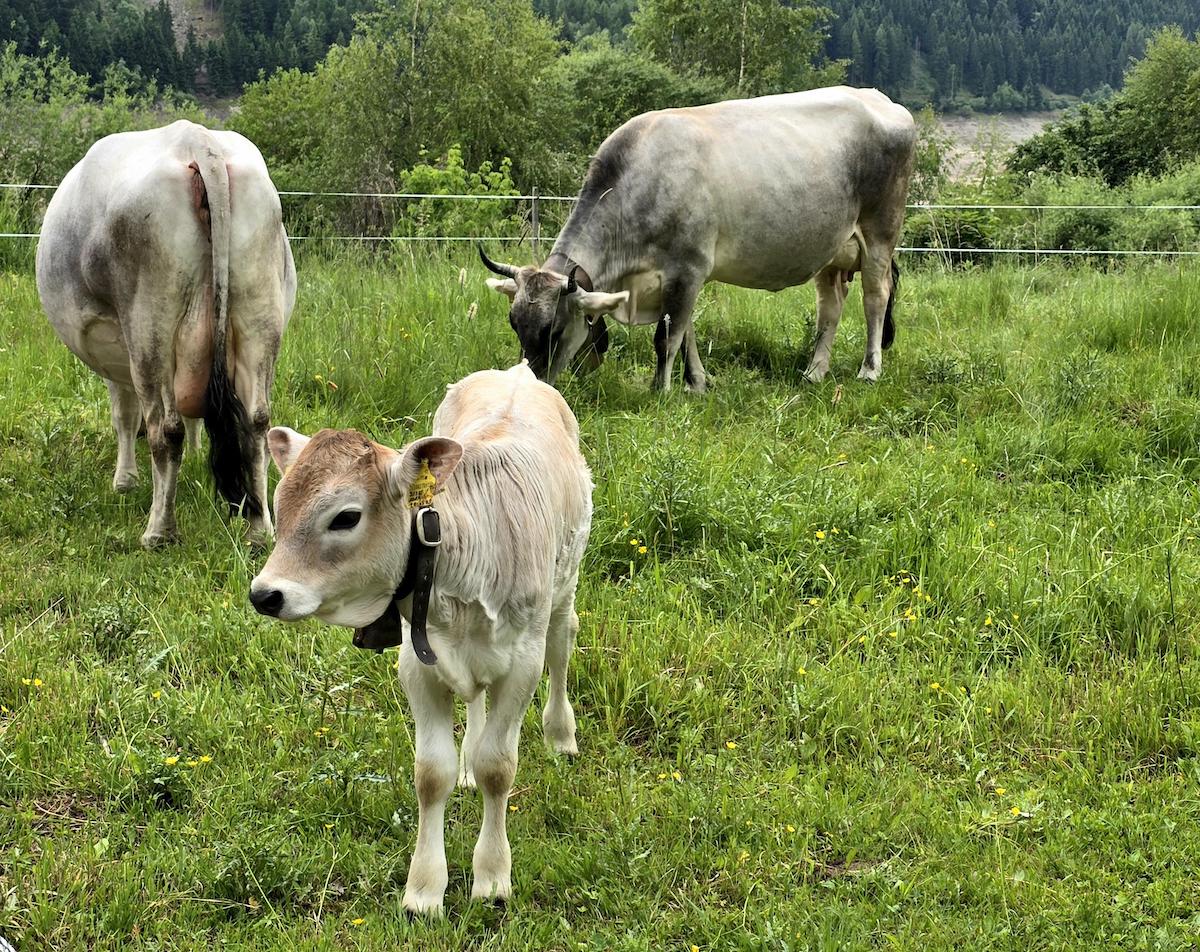 Kühe und Kalb im Ultental. St. Walburg. Foto: Beate ZIehres, Reiselust-Mag