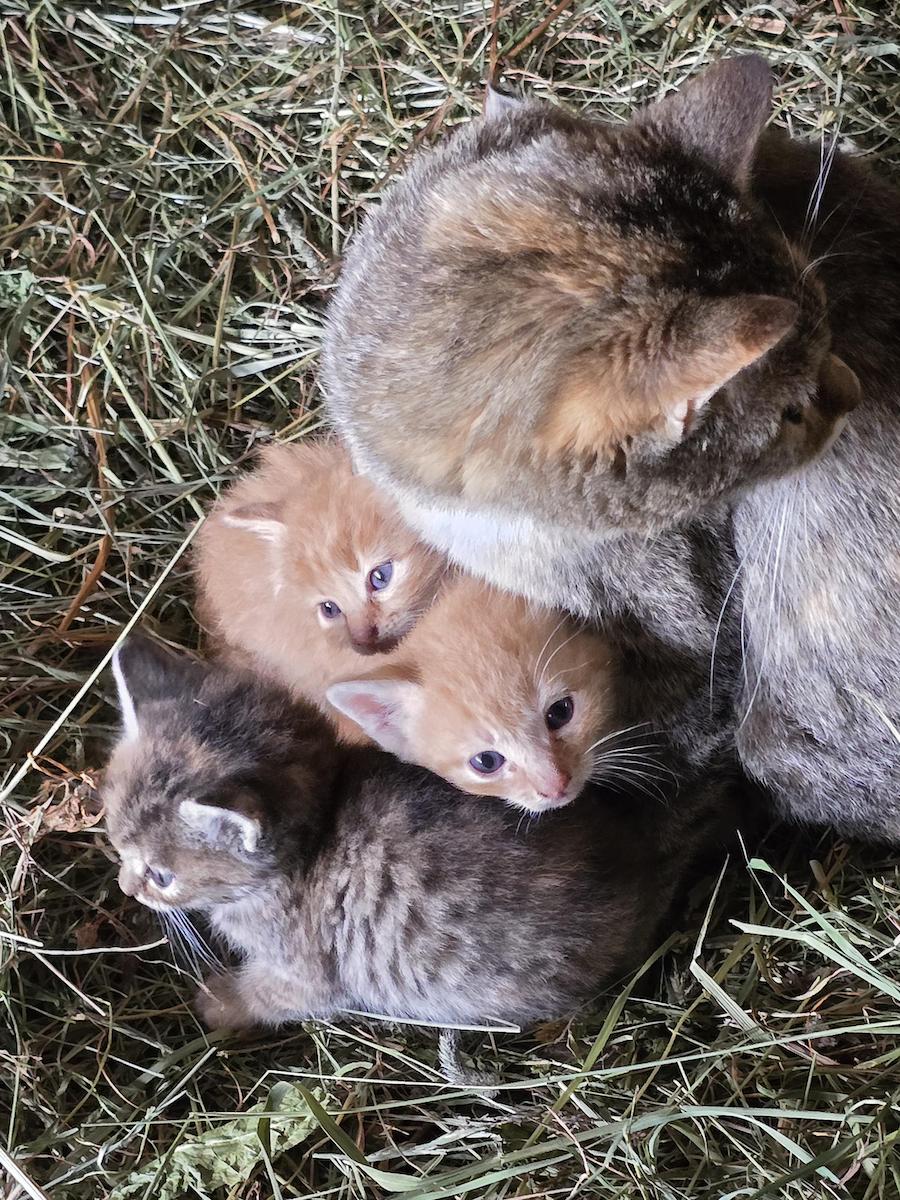 Katzenfamilie. Foto: Beate Ziehres, Reiselust-Mag