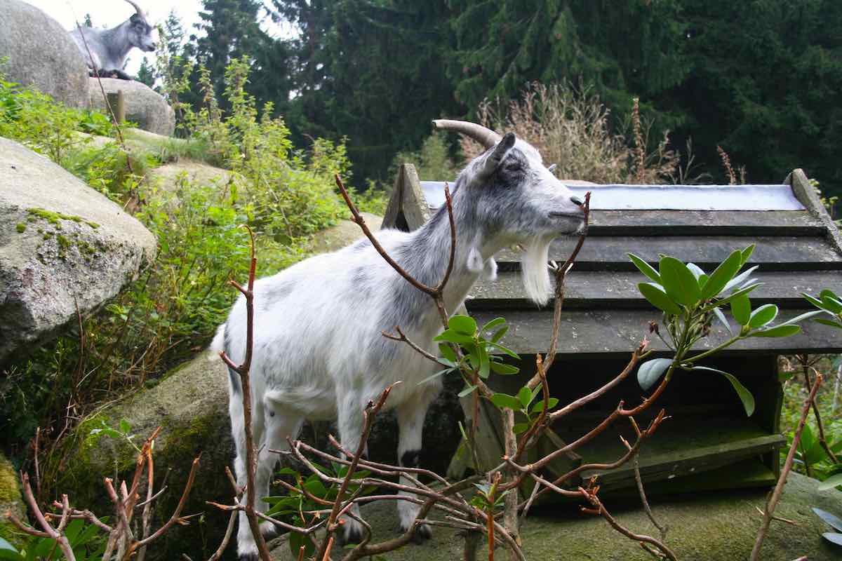 Ziegen am Kästehaus bei Bad Harzburg – Foto: Beate Ziehres