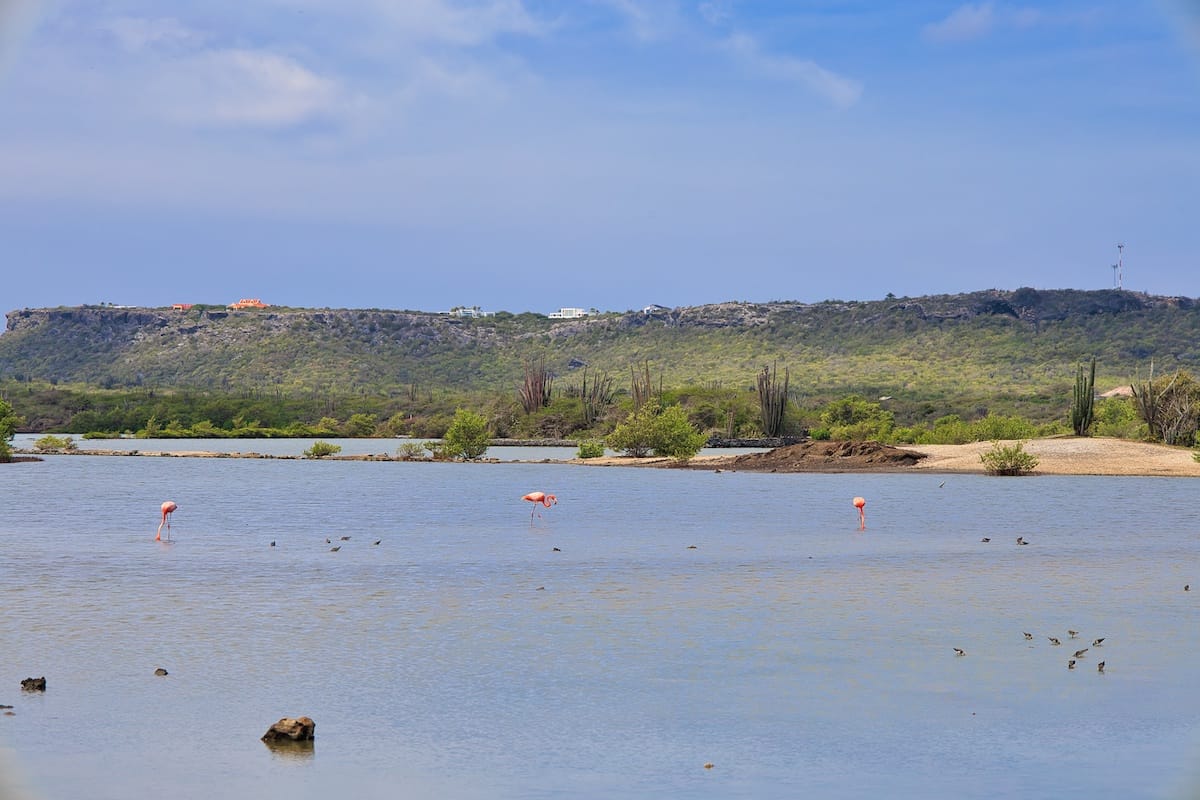 Kleine Gruppe Flamingos in Williwood