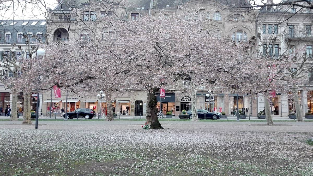 Wiesbaden: blühender Baum im Kurpark. Foto: Beate Ziehres