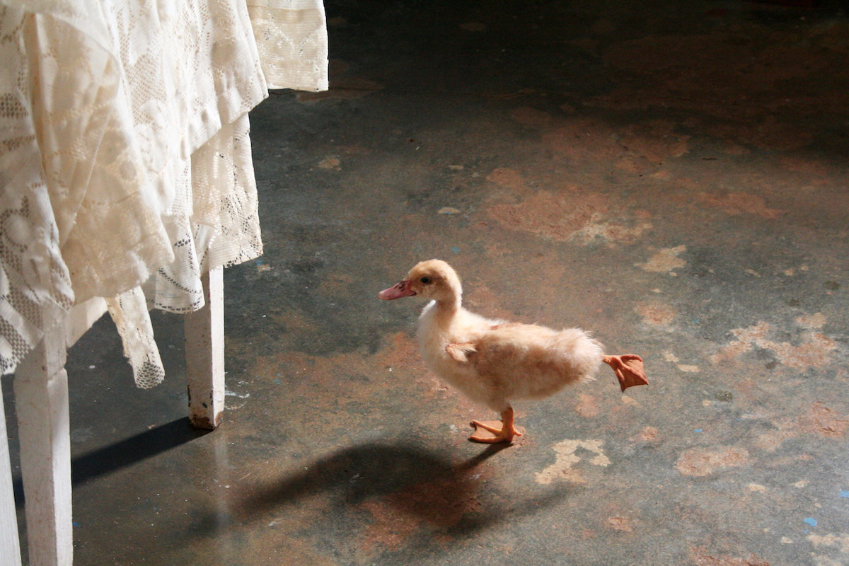 Entenküken in einem Bauernhaus im Tal von Vinales, Kuba. Foto: Beate Ziehres, Reiselust-Mag