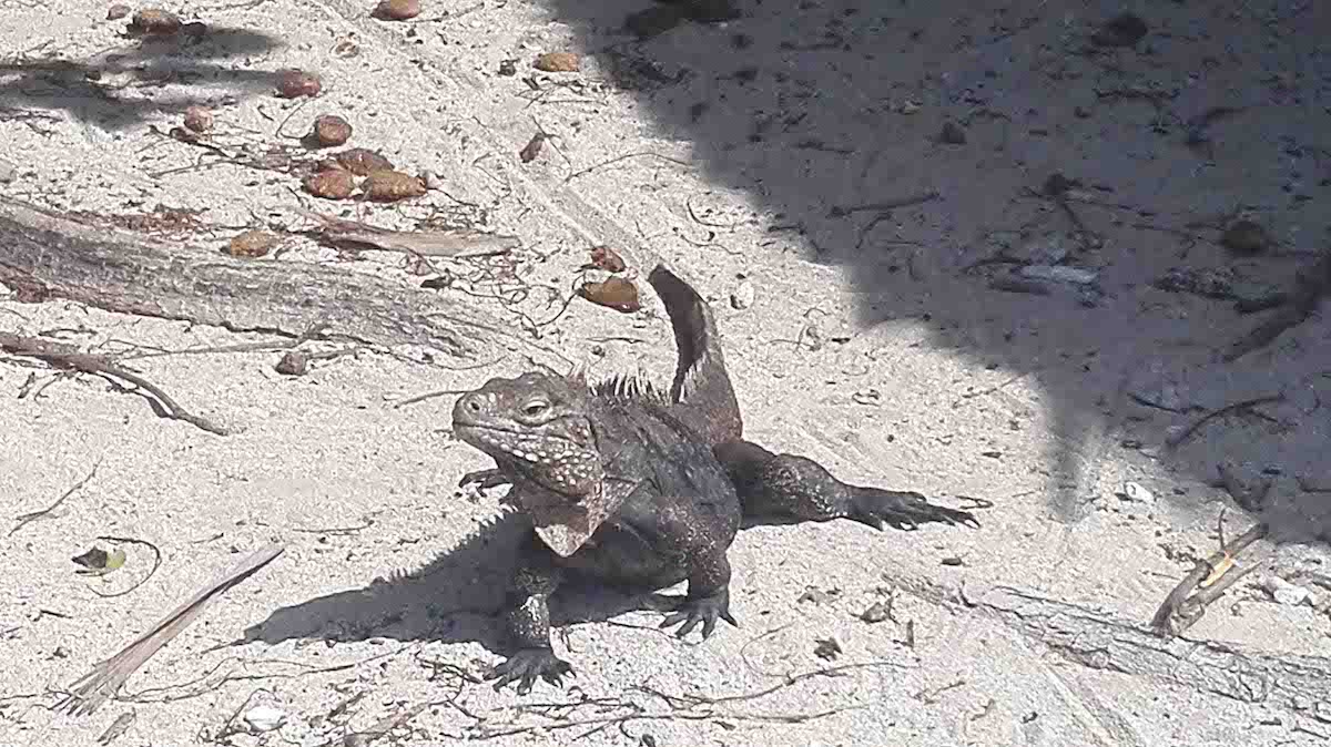 Kuba. Leguan am Strand einer unbewohnten Insel. Foto: Beate Ziehres, Reiselust-Mag