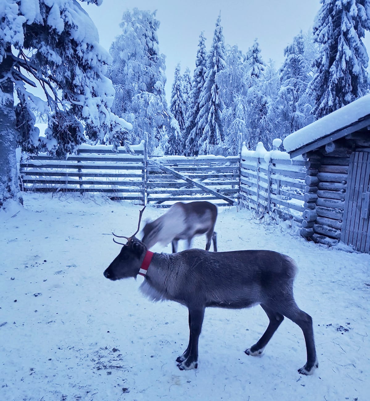 Kuusamo, Finnland: Im Rentierkindergarten. Foto: Lena Ziehres, Reiselust-Mag