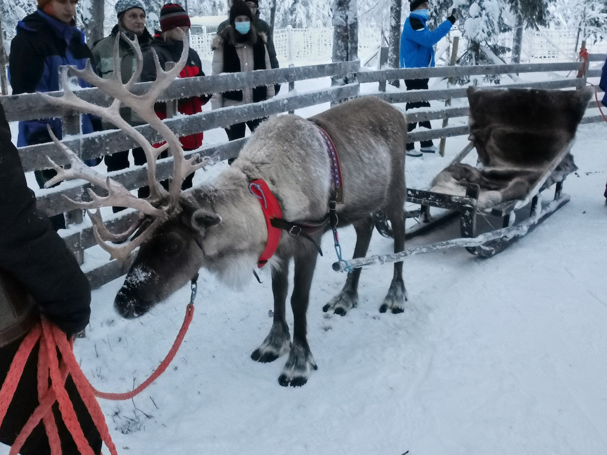 Kuusamo, Finnland: Rentierschlitten. Foto: Beate Ziehres, Reiselust-Mag