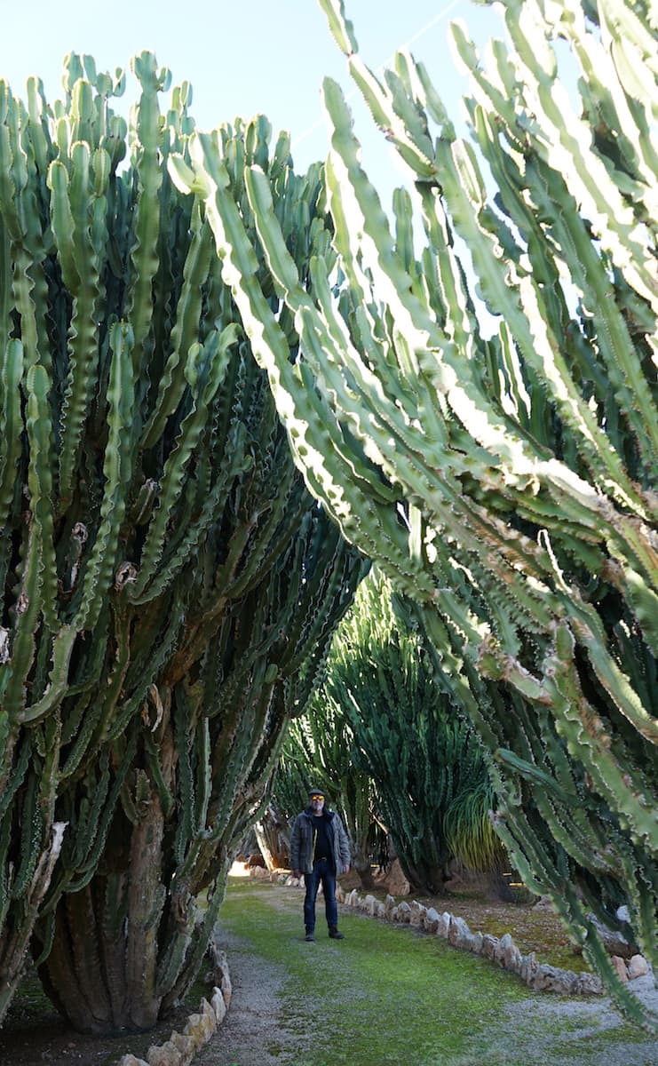 Mallorca im Winter: Gigantische Kakteen im botanischen Garten Botanicactus in Ses Salines. Foto: Beate Ziehres