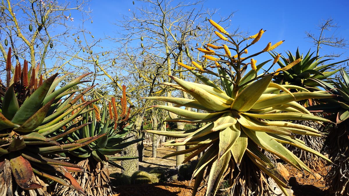 Mallorca im Winter: Kakteen im botanischen Garten Botanicactus in Ses Salines. Foto: Beate Ziehres