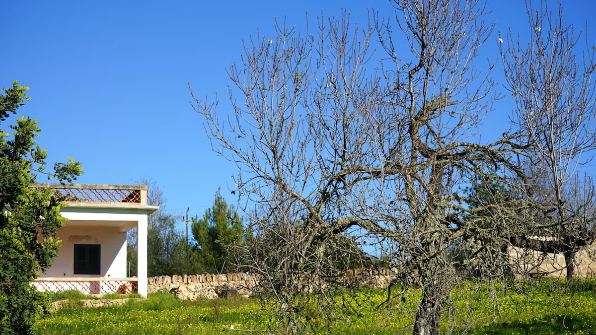 Mallorca im Winter: erste Mandelblüten Anfang Januar. Foto: Beate Ziehres