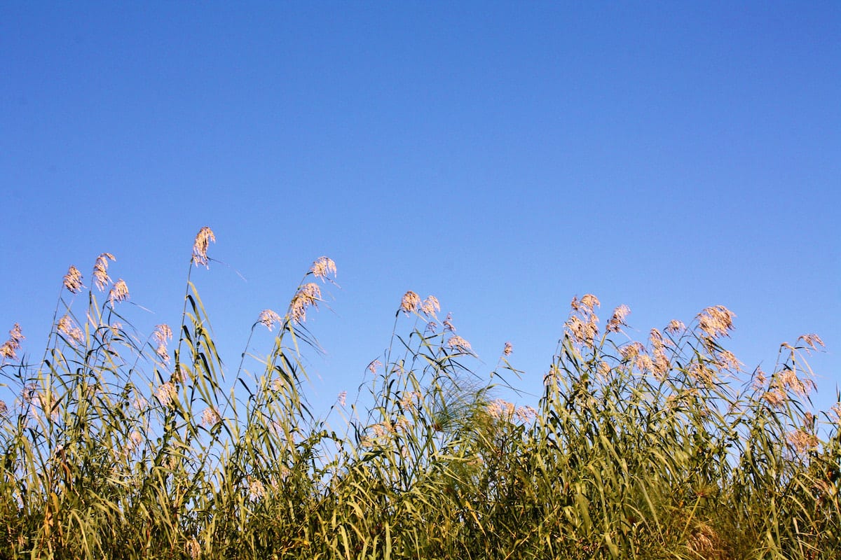 Papyrus am Ufer des Okavango. Foto: Lena Ziehres, Reiselust-Mag