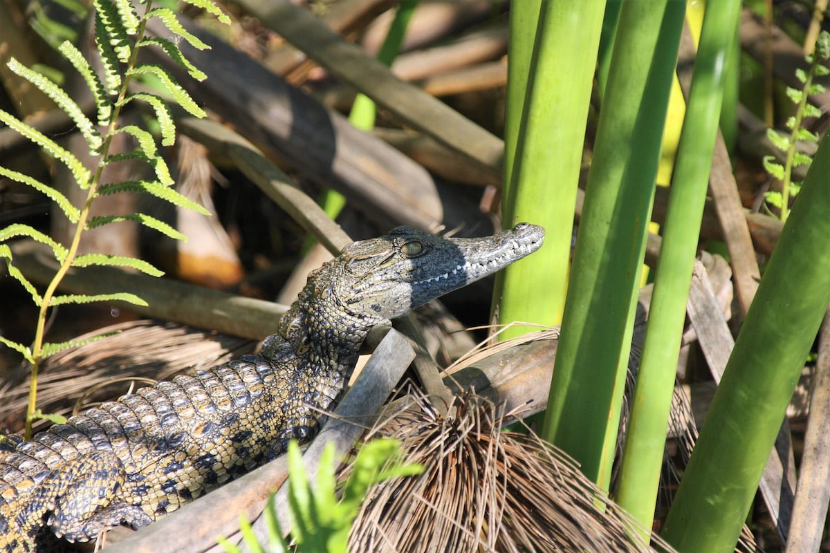 Krokodil während einer Bootsfahrt auf dem Okavango entdeckt. Foto: Lena Ziehres, Reiselust-Mag