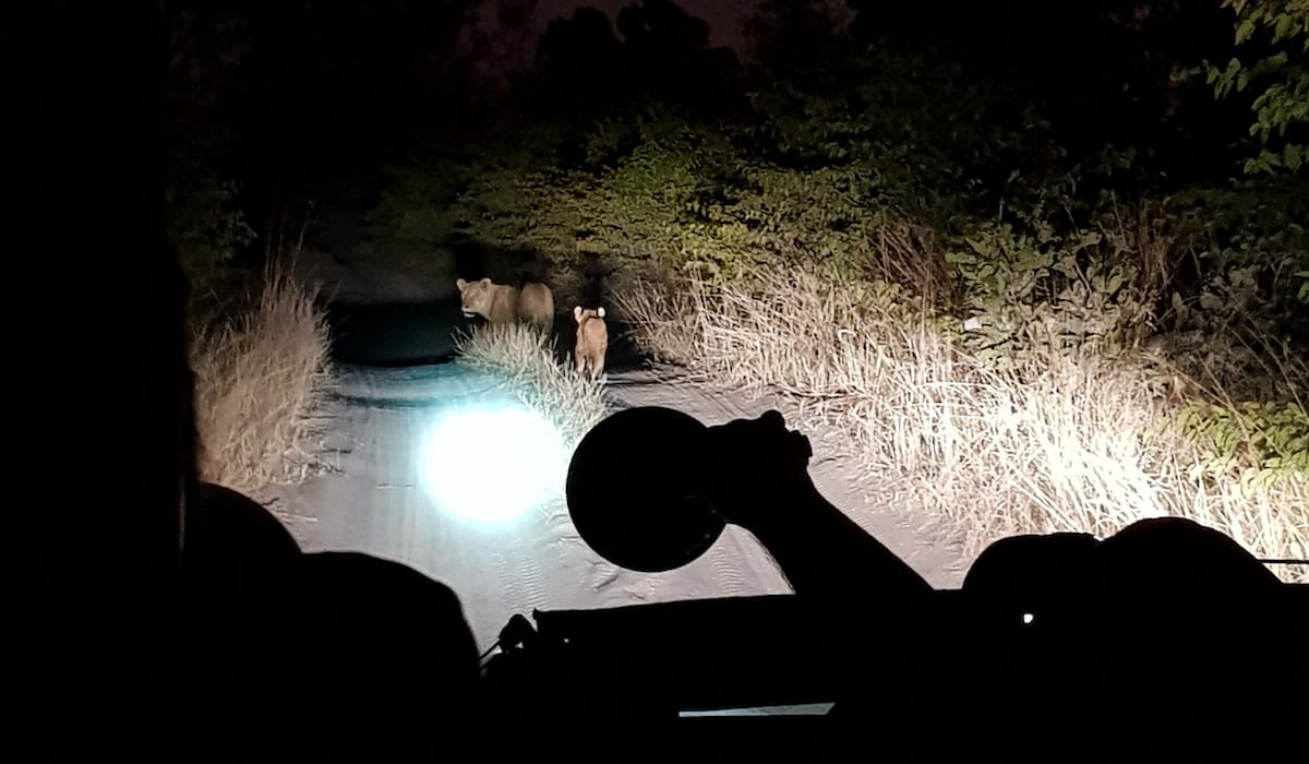 Löwenmutter und ihr Junges, entdeckt während einer nächtlichen Pirschfahrt im Khwai-Gebiet. Foto: Lena Ziehres