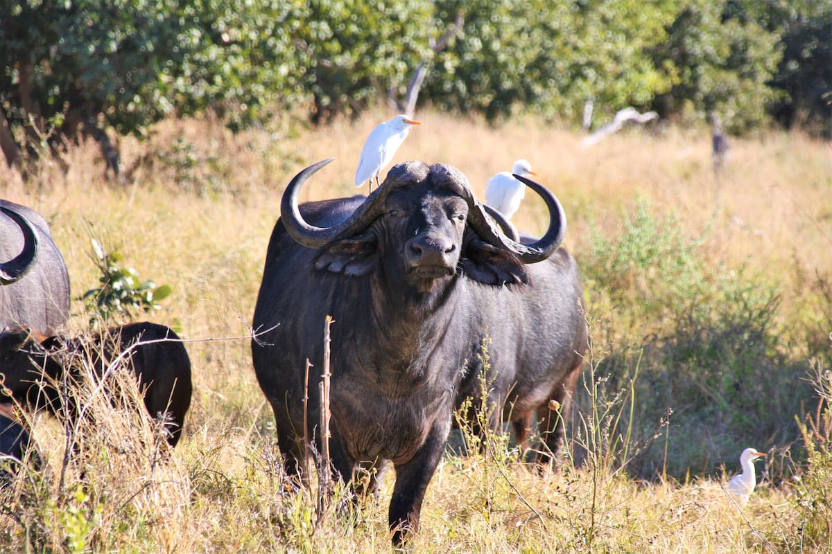 Büffel im Khwai-Gebiet. Foto: Lena Ziehres, Reiselust-Mag