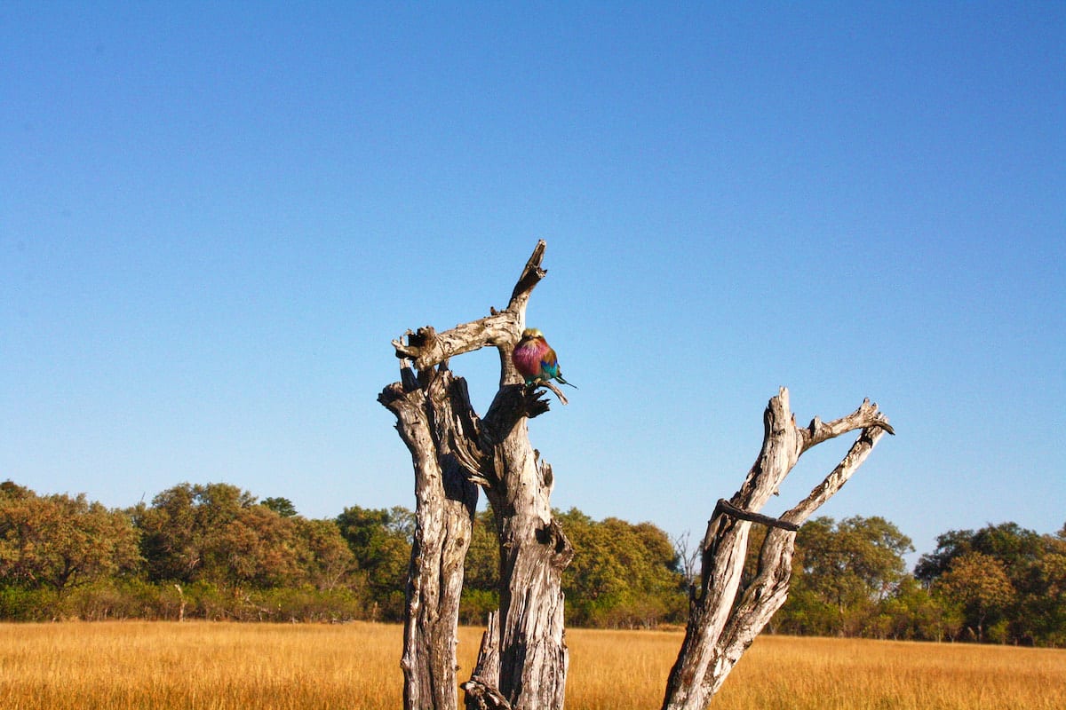 Bunter Vogel im Moremi Game Reserve. Foto: Lena Ziehres, Reiselust-Mag