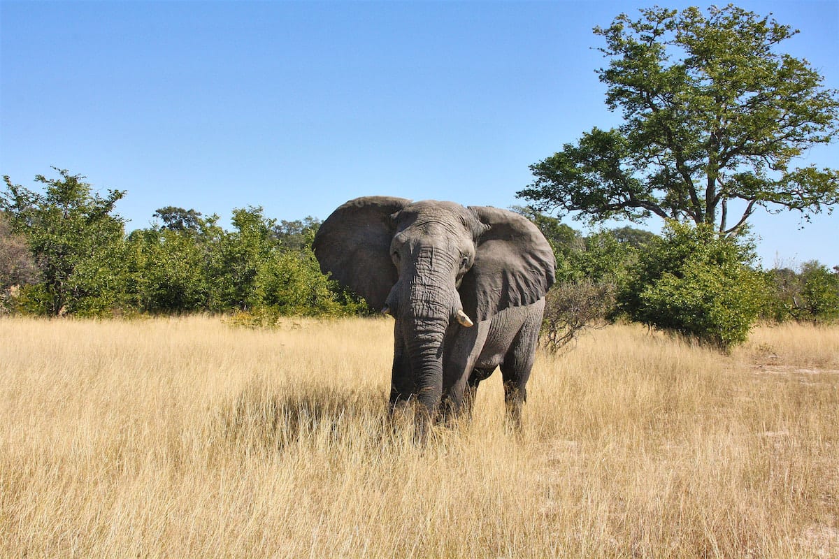 Elefant im Moremi Game Reserve. Foto: Lena Ziehres, Reiselust-Mag