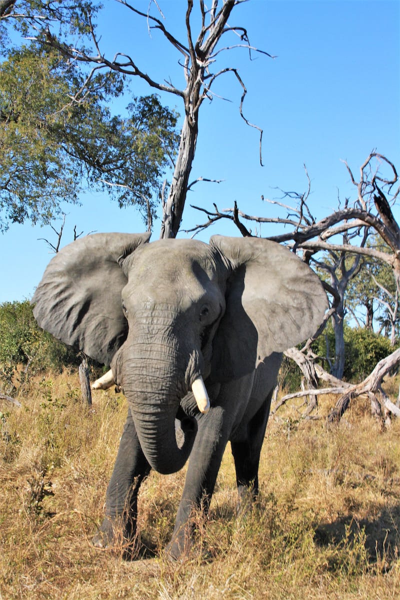 Elefant im Khwai-Gebiet. Foto: Lena Ziehres, Reiselust-Mag
