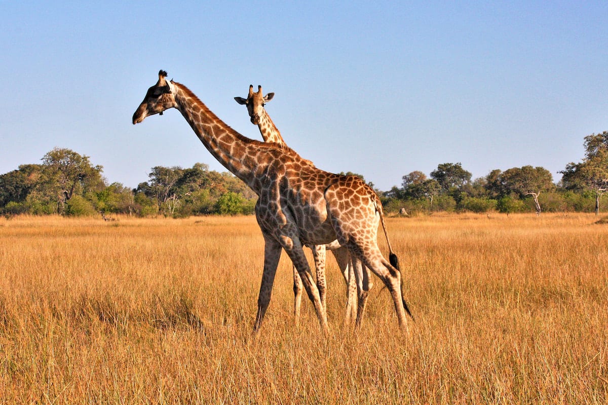 Giraffen im Moremi Game Reserve. Foto: Lena Ziehres, Reiselust-Mag