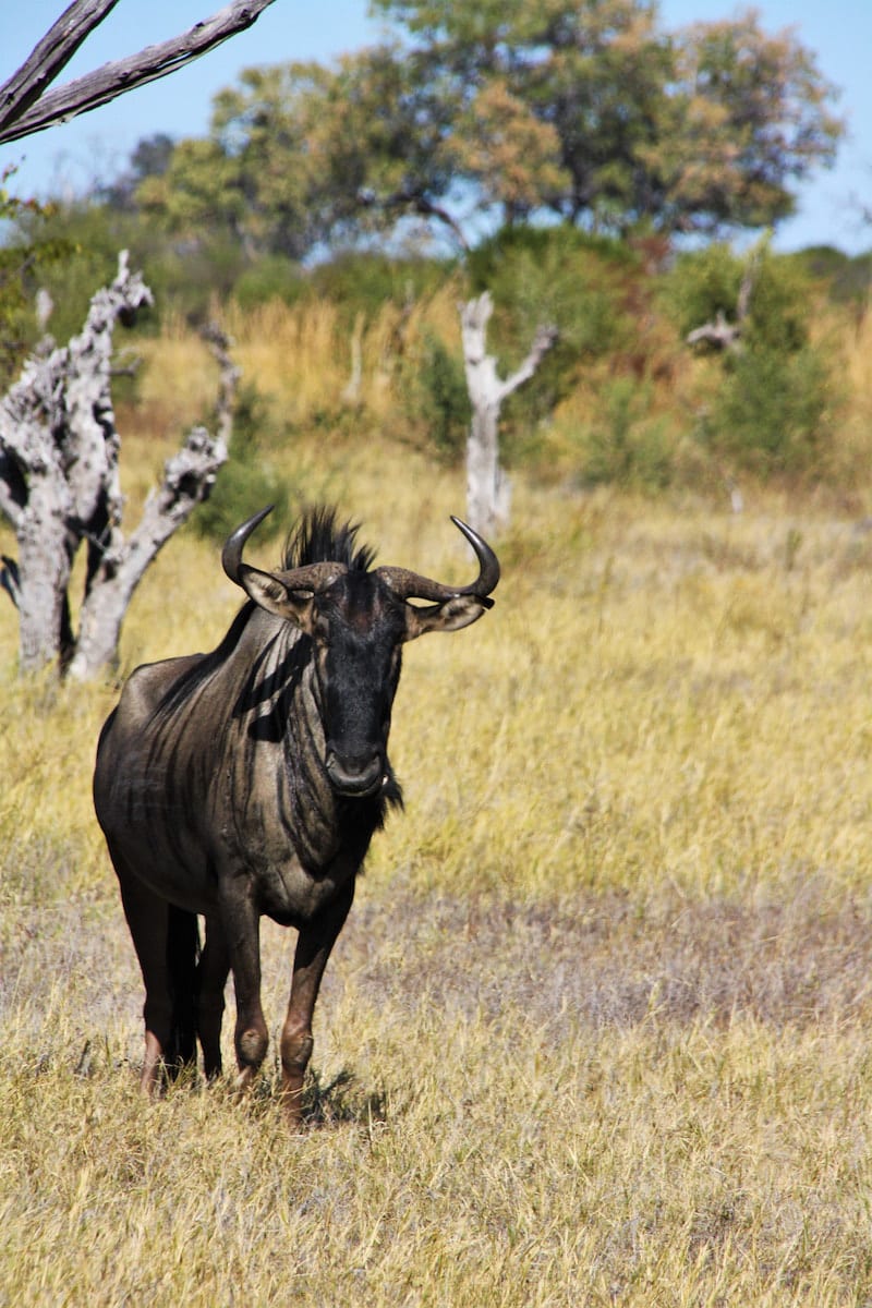 Gnu, Okavangodelta, Botswana. Foto: Lena Ziehres, Reiselust-Mag