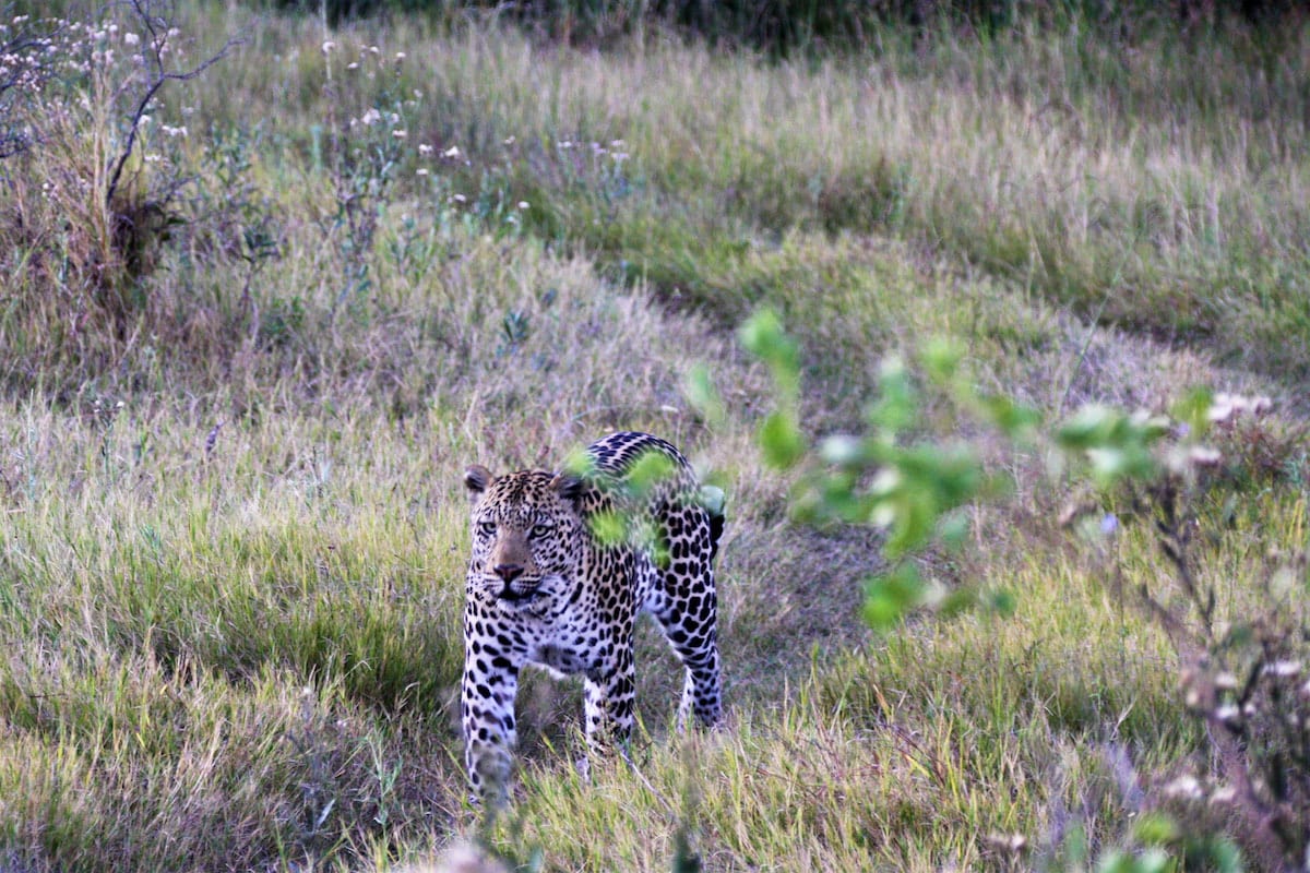 Leopard während einer Pirschfahrt im Khwai-Gebiet. Foto: Lena Ziehres, Reiselust-Mag
