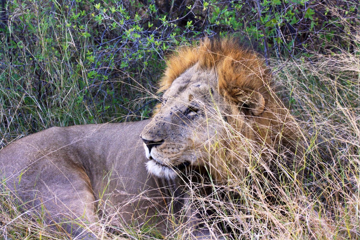 Löwe im Khwai-Gebiet, Okavangodelta, Botswana. Foto: Lena Ziehres, Reiselust-Mag