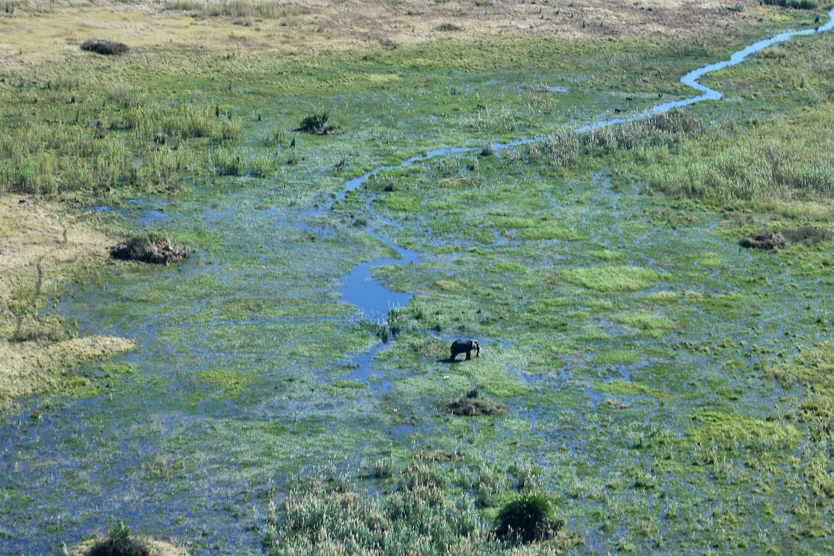 Flug über das Okavangodelta: Ein Elefant durchquert einen Wasserarm. Foto: Lena Ziehres, Reiselust-Mag