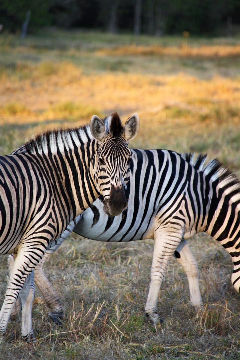 Zebras, entdeckt während einer Pirschfahrt in der Khwai-Konzession. Foto: Lena Ziehres, Reiselust-Mag
