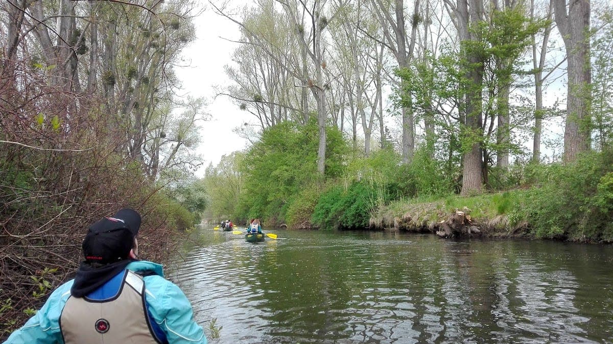 Okertour: Misteln ohne Ende in den hohen Bäumen am Ufer der Oker.