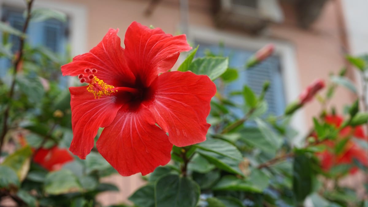 Hibiskusblüte in Lipari-Stadt, Sizilien, Italien – Foto: Beate Ziehres