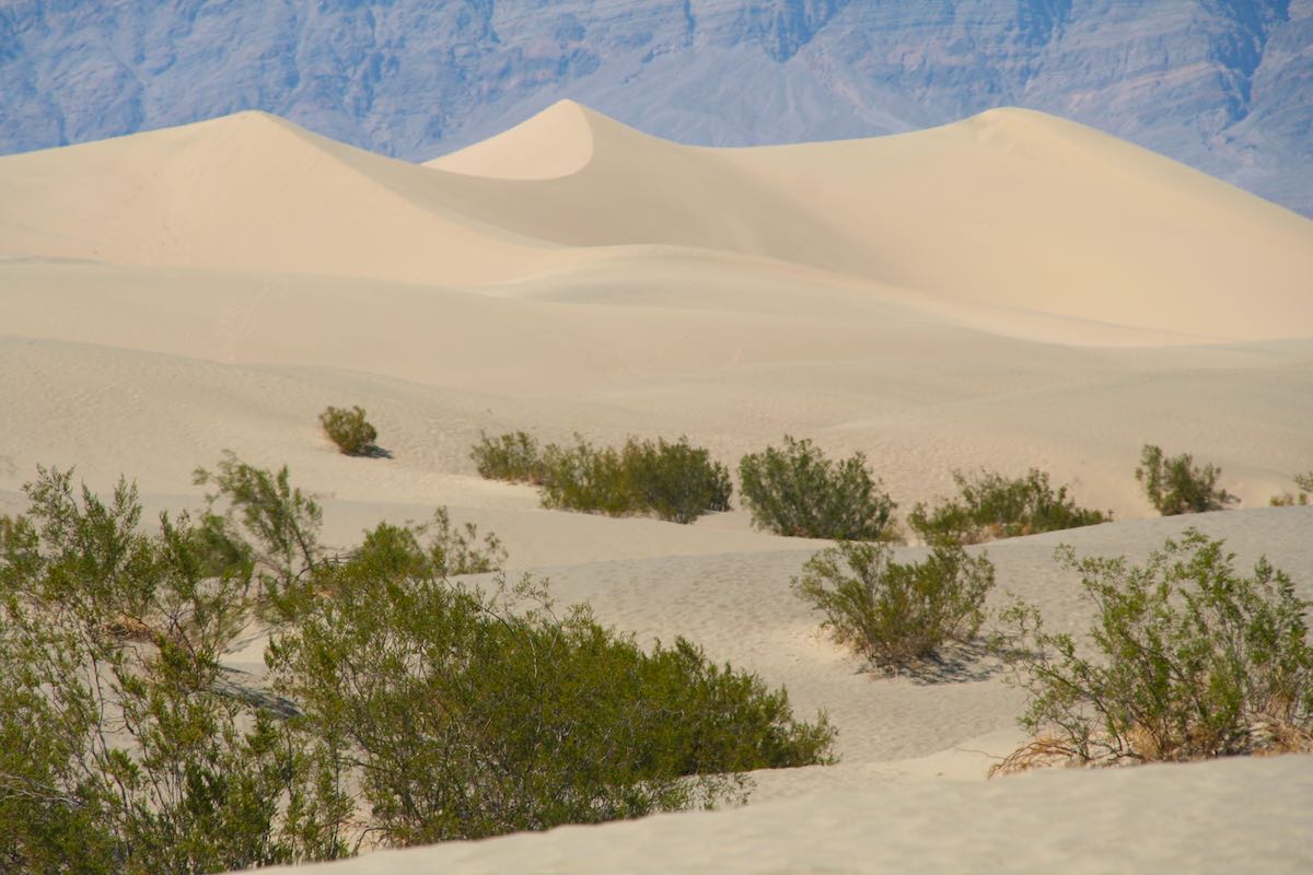 Dünenlandschaft wie aus dem Bilderbuch: die Mesquite Flat Sand Dunes im Death Valley – Foto: Beate Ziehres