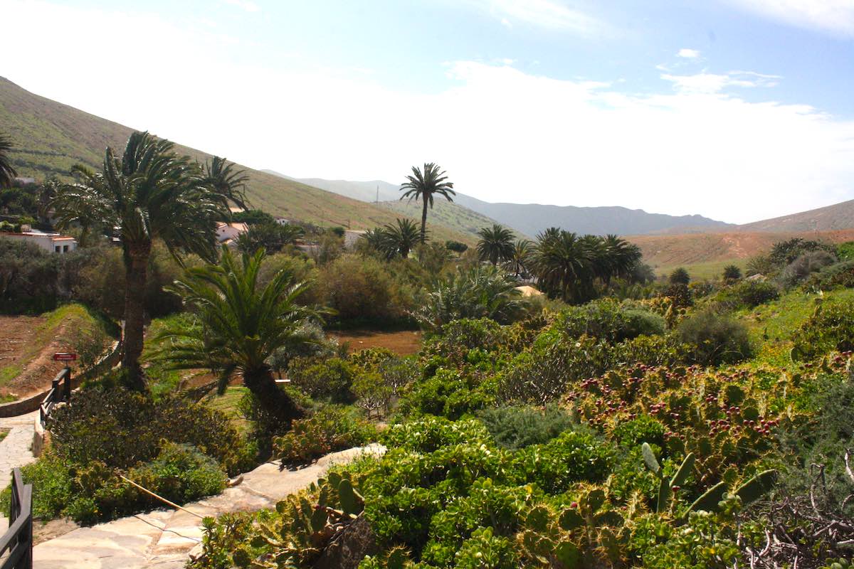 Fuerteventura einmal anders: grüne Landschaft um Betancuria – Foto: Lena Ziehres