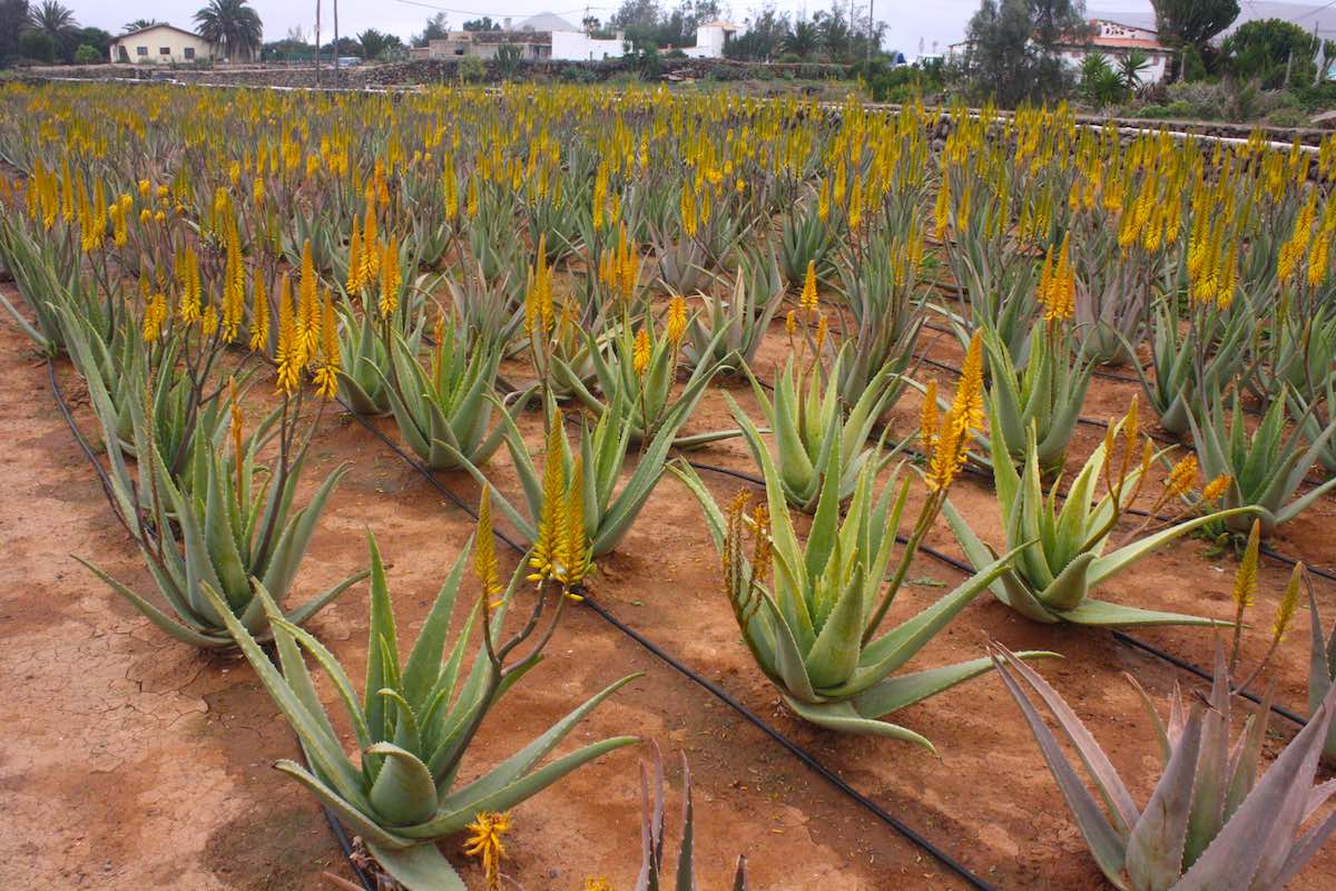 Aloe Vera Plantage auf Fuerteventura – Foto: Lena Ziehres 