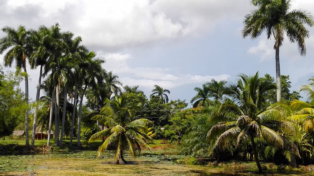 Sumpfige Gegend: Guamá, Kuba – Foto: Beate Ziehres