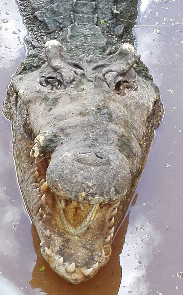 Hässlich: ausgewachsenes Krokodil auf Kuba – Foto: Beate Ziehres