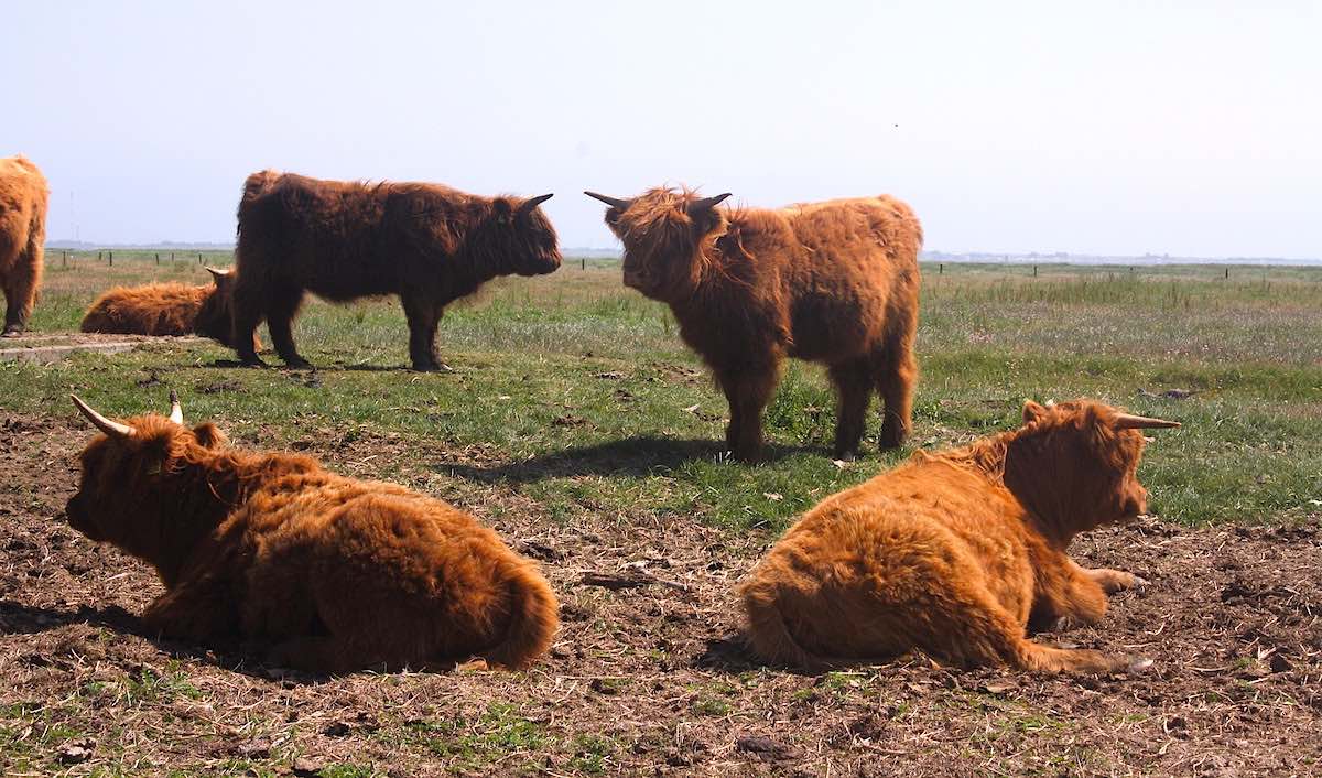 Langeoog: Highland-Cattle-Rinder am Wegesrand – Foto: Lena Ziehres