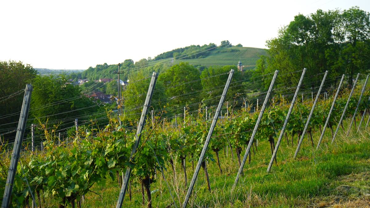 In den Weinbergen des Markgräflerlands – Foto: Beate Ziehres