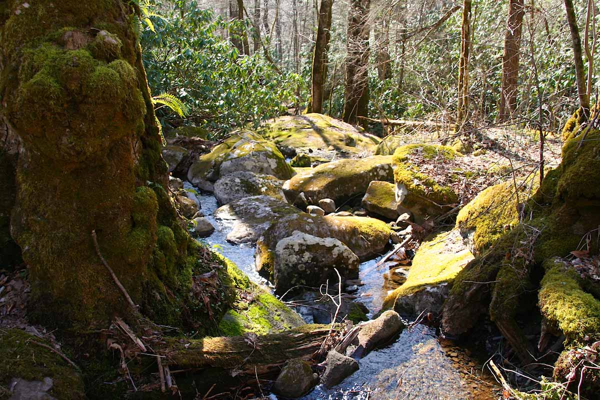 Tennessee: Alte Bäume, Moos und kleine Pools prägen das Bild in den Smoky Mountains – Foto: Beate Ziehres