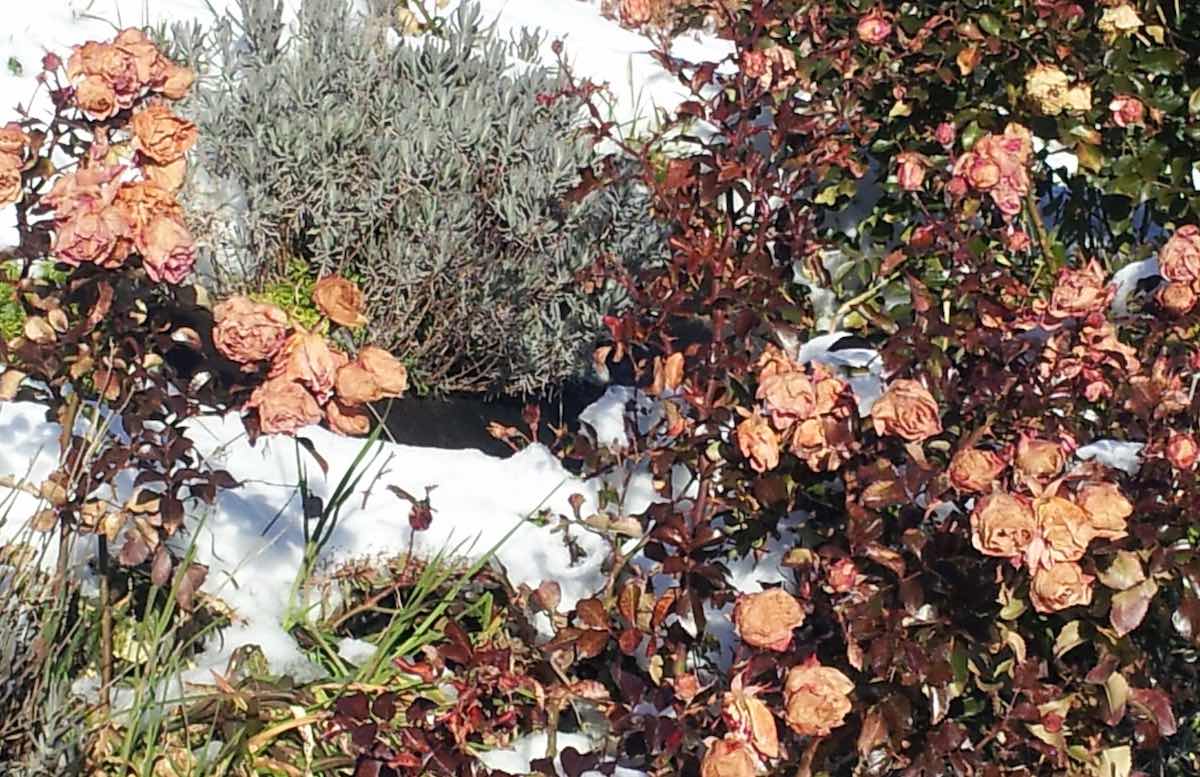 Rosenblüten und Lavendel im Schnee: Das milde Klima in Südtirol ermöglicht Bilder wie dieses – Foto: Beate Ziehres