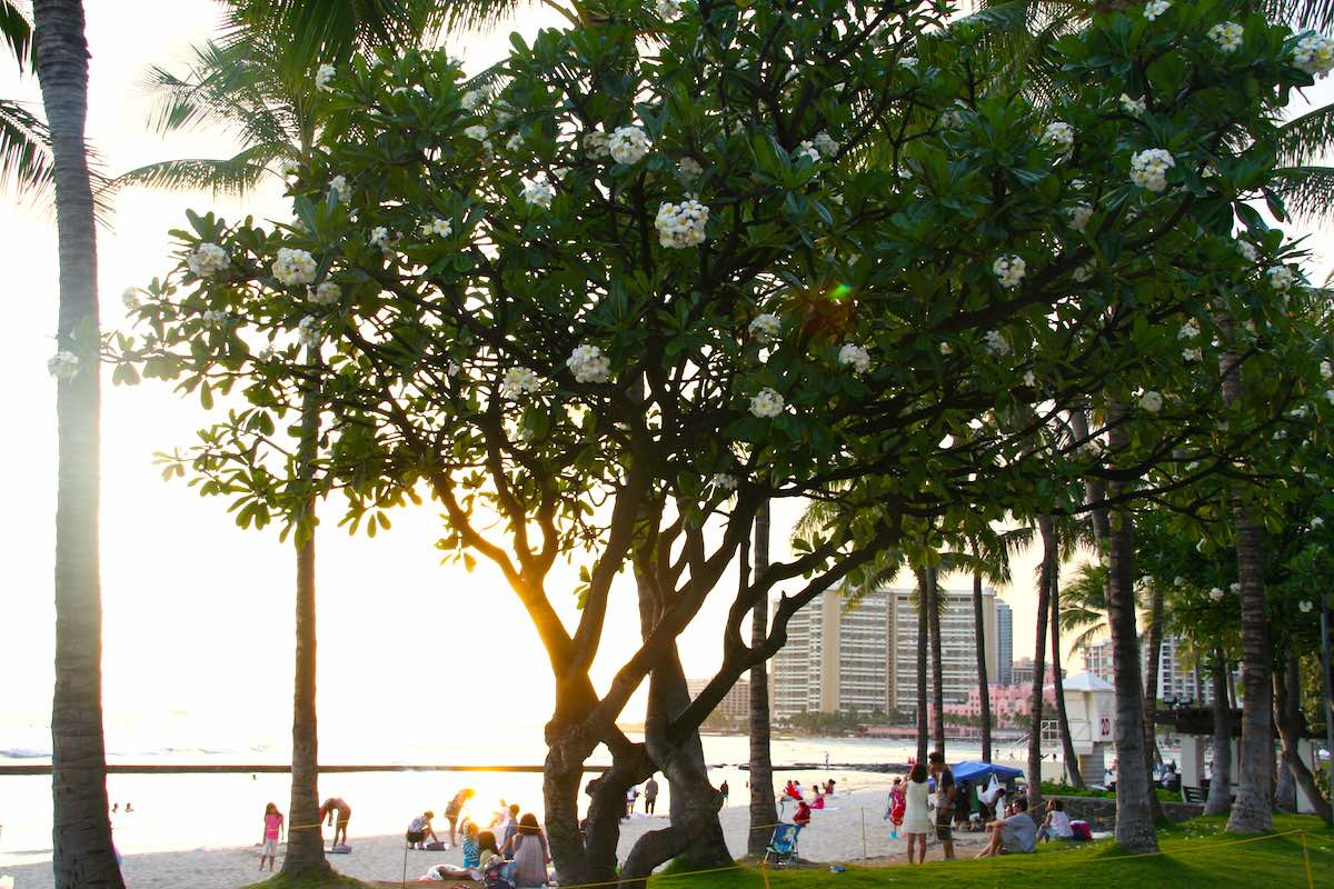 Quirliges Leben am Strand von Waikiki, bevor die Sonne versinkt – Foto: Beate Ziehres