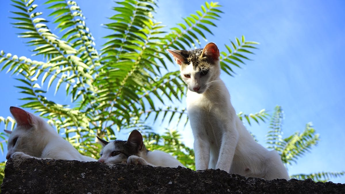 Drei Katzen auf dem Dach in Stari Grad, Hvar, Kroatien – Foto: Beate Ziehres