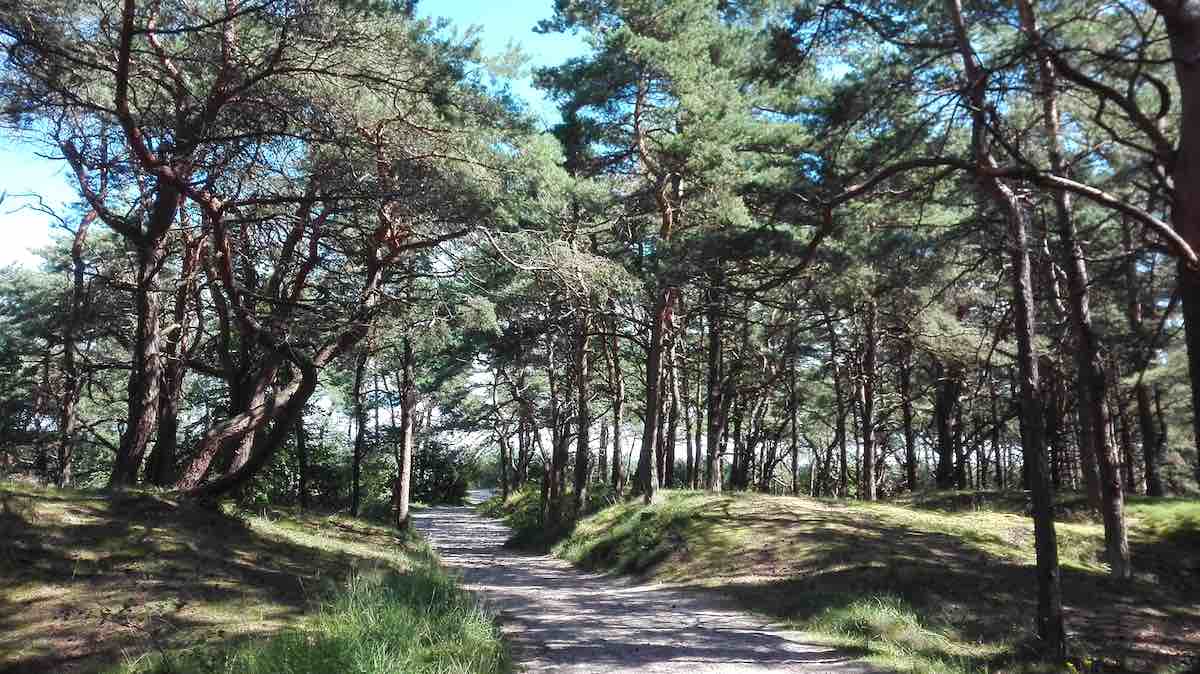 Kiefernwald auf den Dünen bei Juliusruh – Foto: Beate Ziehres