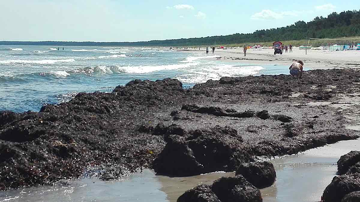 Bernsteinsucher am Strand von Juliusruh – Foto: Beate Ziehres