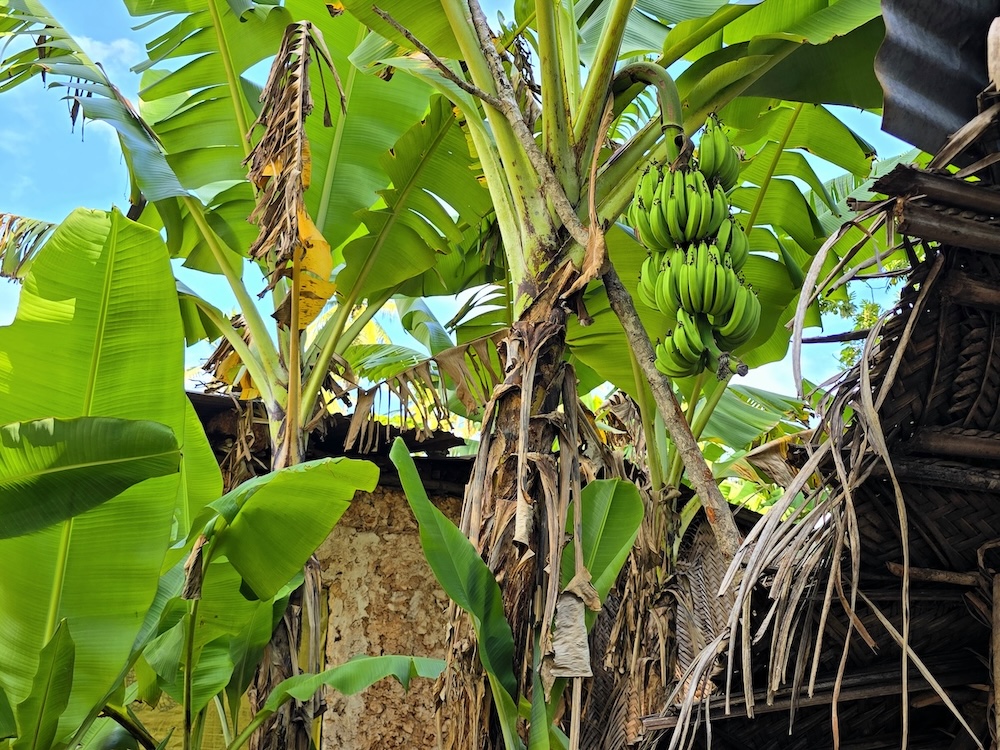 Sansibar Dorfleben, Bananen