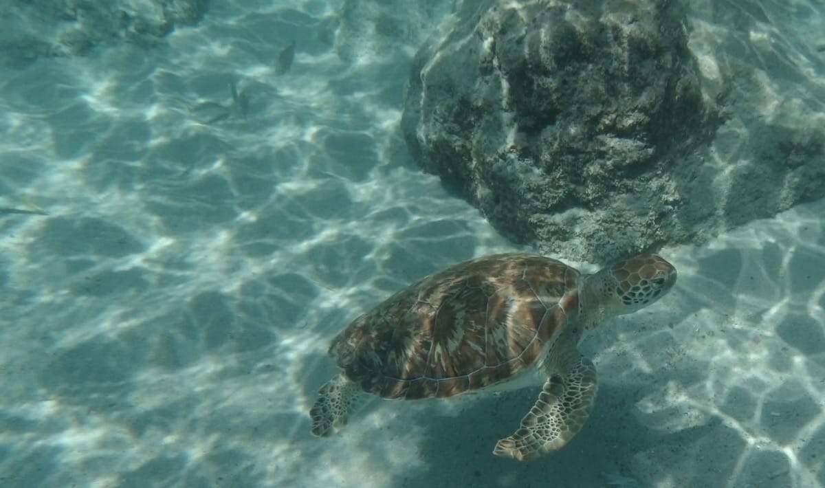 Eine Schildkröte am Playa Piskado