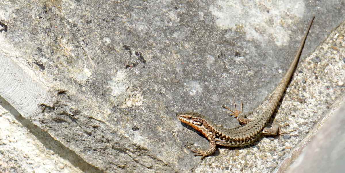 Die Eidechse fühlt sich wohl auf dem warmen Stein – Foto: Beate Ziehres