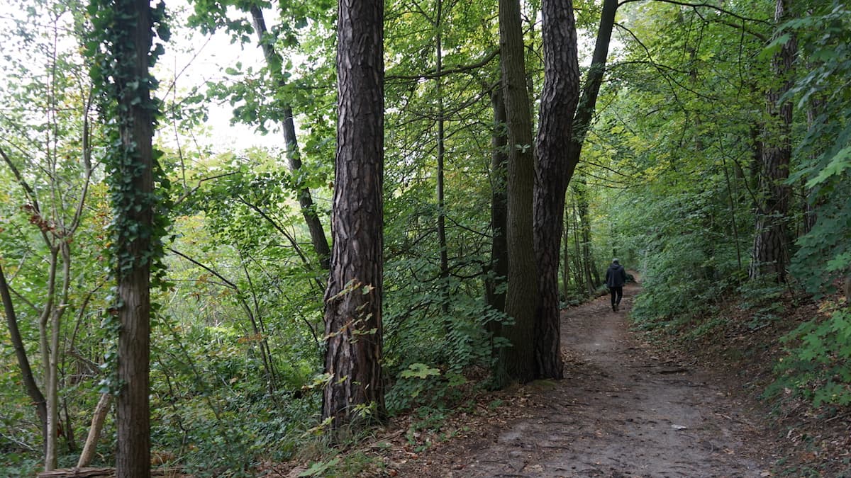 Seenland Oder-Spree, auf dem 66-Seen-Wanderweg durch den Wald. Foto: Beate Ziehres, Reiselust-Mag