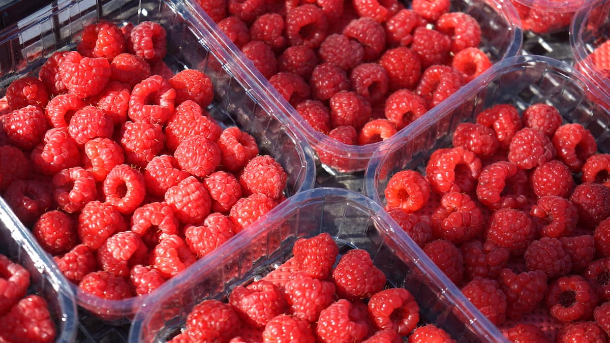 Himbeeren von Agrobel in Serbien. Foto: Beate Ziehres