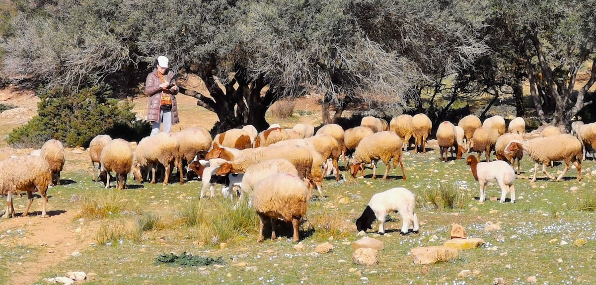 Sidi Rais, Tunesien, Ausgrabungsstätte, Schafe. Foto: Beate Ziehres, Reiselust-Mag