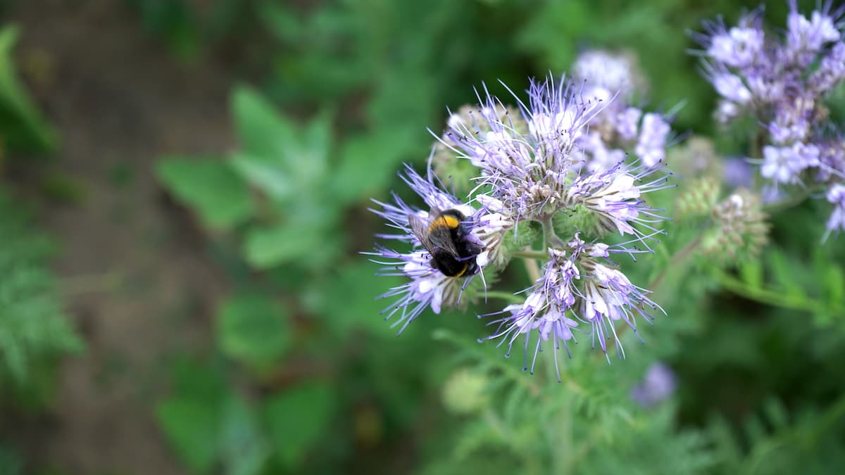 Stendal, Stallbaum: Biene in Phacelia-Blüte – Foto: Beate Ziehres