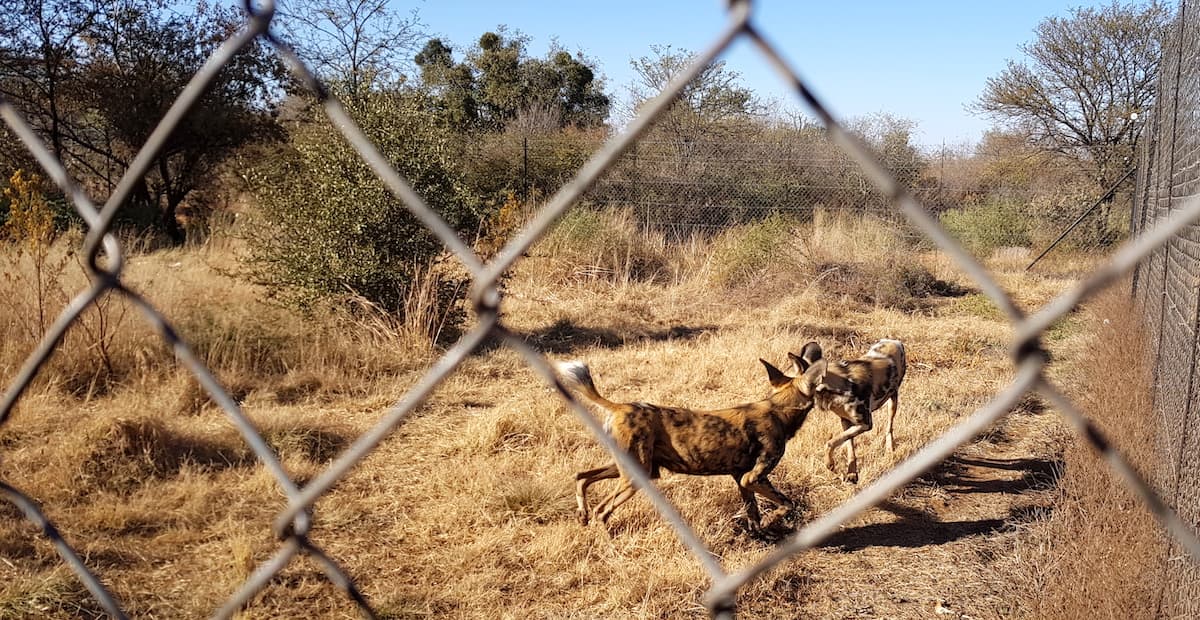 Safari in Südafrika, ChaZen privates Wildreservat: afrikanische Wildhunde. Foto: Lena Ziehres